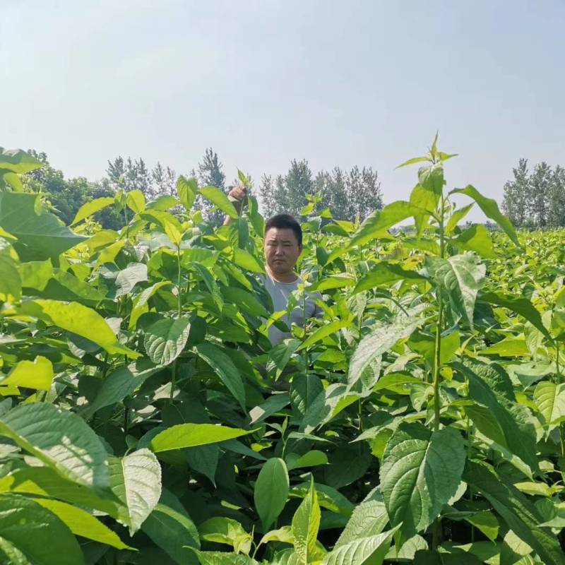 杜仲苗，一年生杜仲树苗，当年杜仲苗杜仲树苗地径0.6以