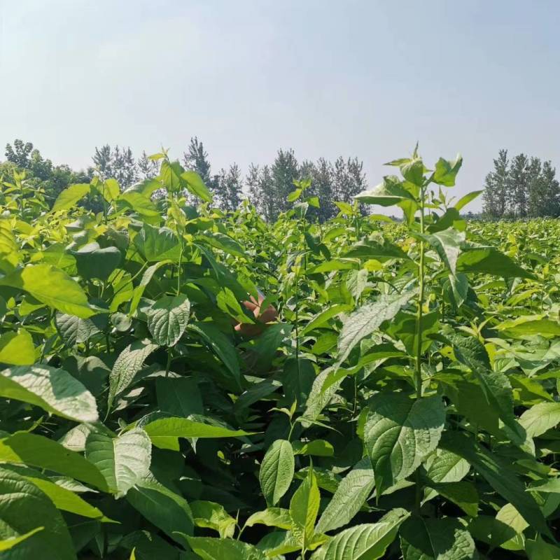 杜仲苗，一年生杜仲树苗，当年杜仲苗杜仲树苗地径0.6以