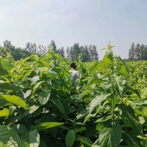 杜仲苗，一年生杜仲树苗，当年杜仲苗杜仲树苗地径0.6以