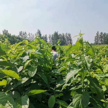 杜仲苗，一年生杜仲树苗，当年杜仲苗杜仲树苗地径0.6以