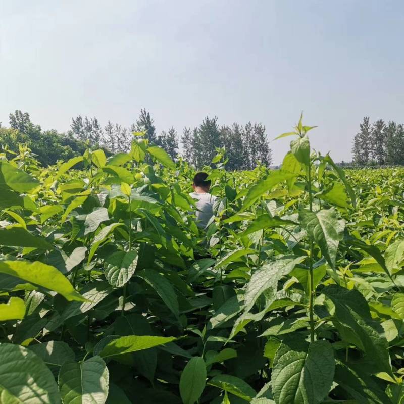 杜仲苗，一年生杜仲树苗，当年杜仲苗杜仲树苗地径0.6以