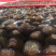 靓红球参（好品质，量大的私聊，适合各种市场，价格优口感佳