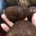 靓红球参（好品质，量大的私聊，适合各种市场，价格优口感佳