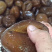 靓红球参（好品质，量大的私聊，适合各种市场，价格优口感佳