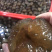 靓红球参（好品质，量大的私聊，适合各种市场，价格优口感佳