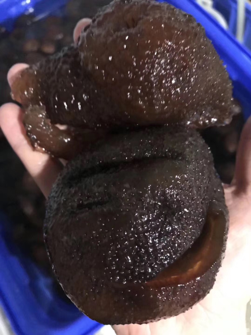 靓红球参（好品质，量大的私聊，适合各种市场，价格优口感佳