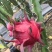 金都一号，海南红心火龙果基地直发量大从优一手货源