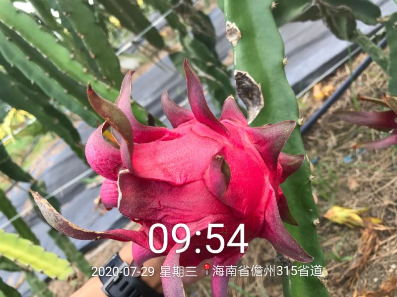 金都一号，海南红心火龙果基地直发量大从优一手货源