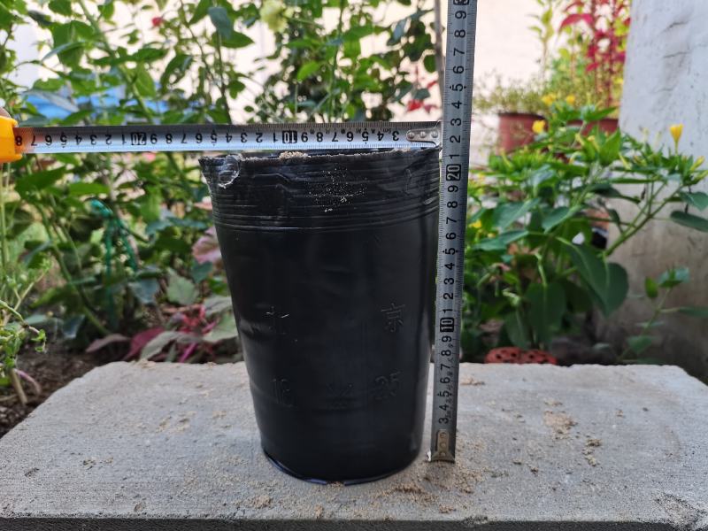 树苗育苗杯营养钵营养杯塑料