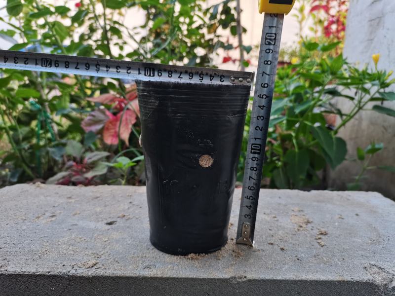 树苗育苗杯营养钵营养杯塑料