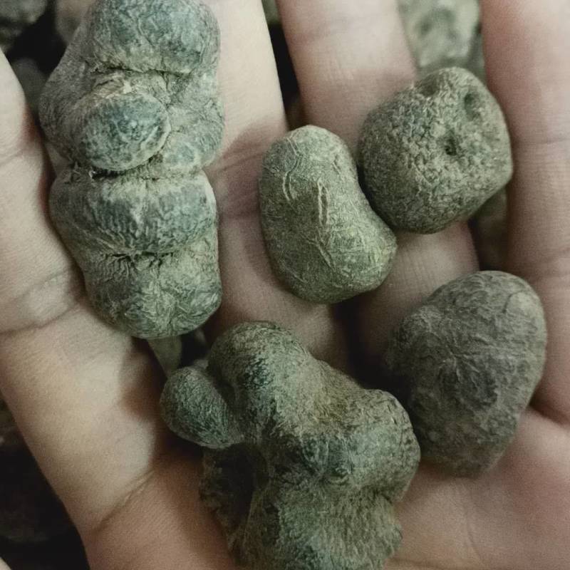 中药材雷丸别名雷实竹林子木连子