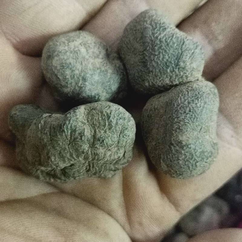 中药材雷丸别名雷实竹林子木连子