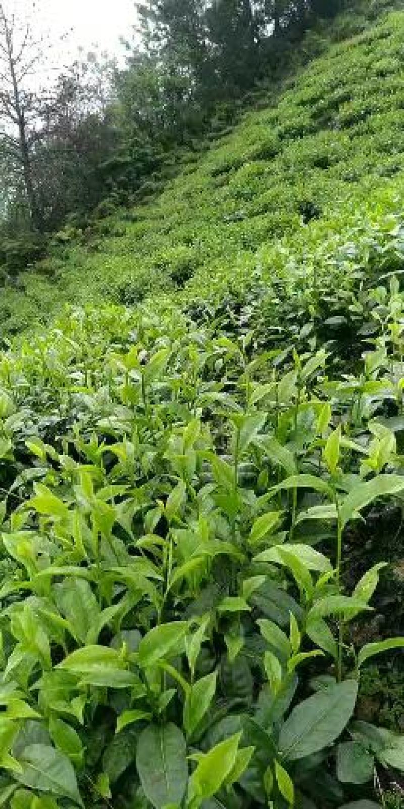 十万火急，因本人急需资金周转现处理一批今年春茶现有700