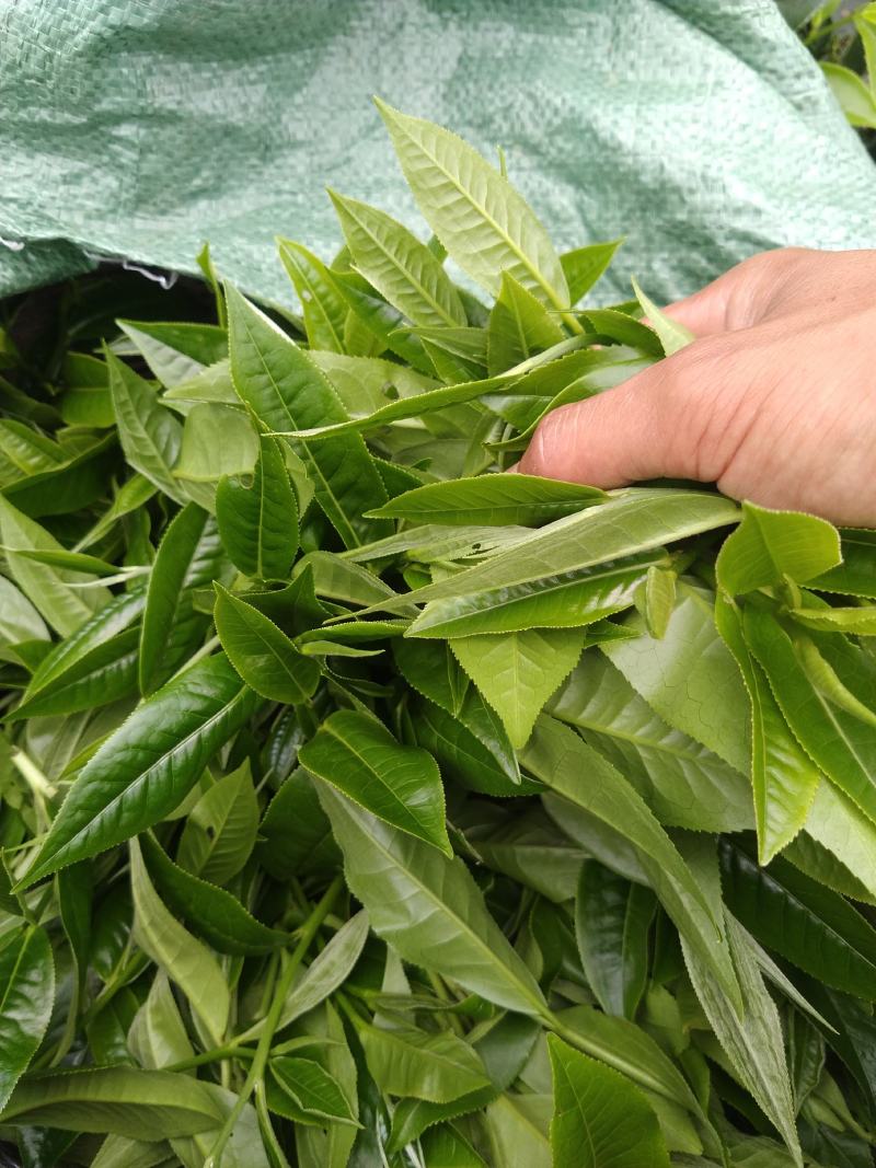 十万火急，因本人急需资金周转现处理一批今年春茶现有700