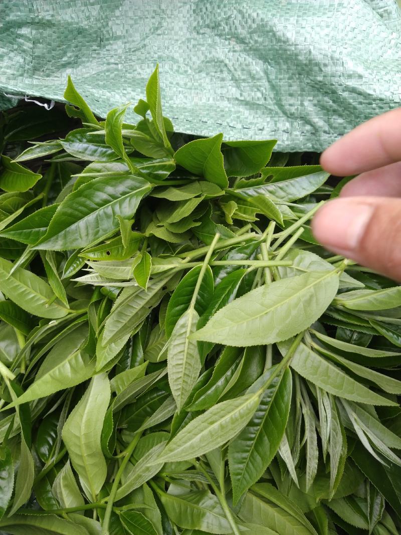 十万火急，因本人急需资金周转现处理一批今年春茶现有700