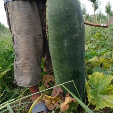 黑皮冬瓜，商品冬瓜，加工厂电商各种规格都有，价格美丽