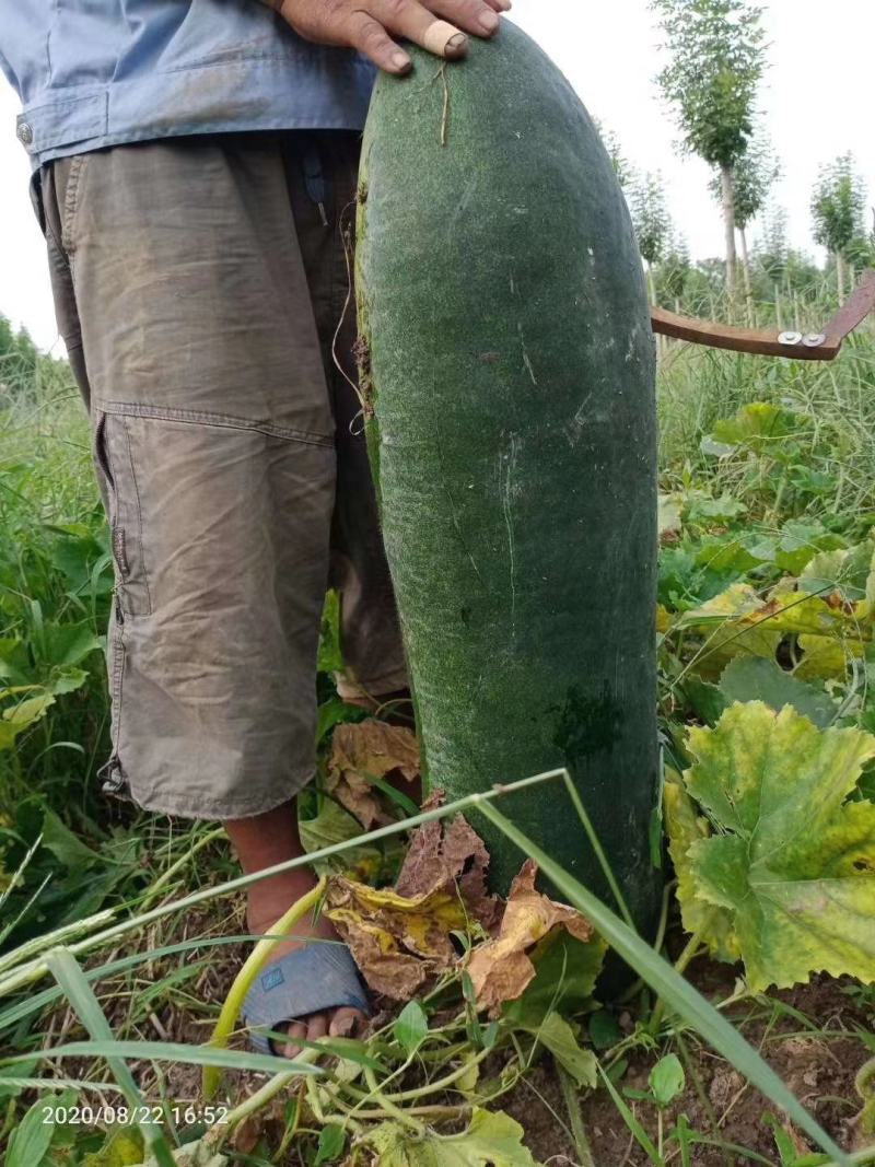 黑皮冬瓜，商品冬瓜，加工厂电商各种规格都有，价格美丽