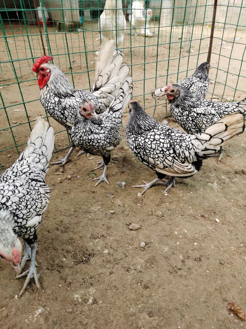 波兰鸡波兰鸡种蛋波兰鸡小苗波兰鸡种蛋波兰鸡种苗