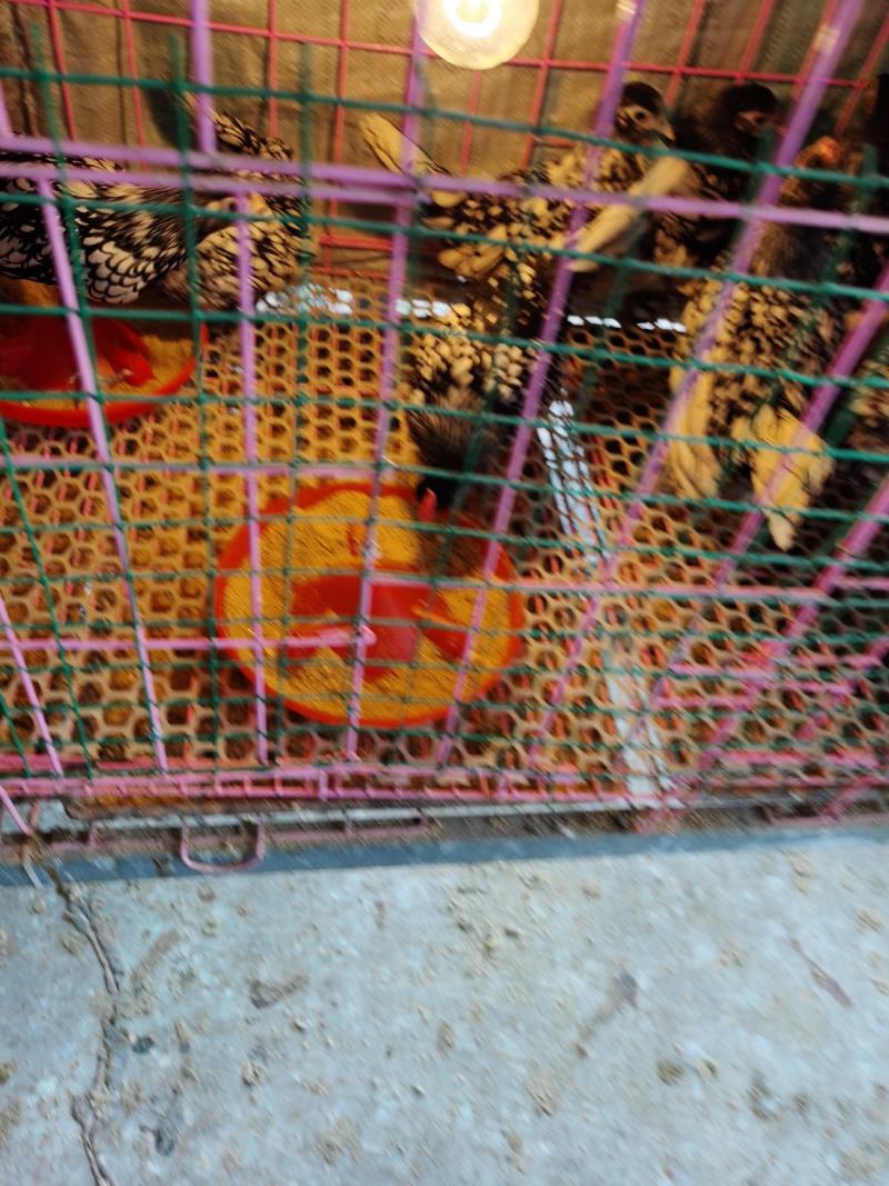 鸡婆罗门元宝绣球婆罗门鸡苗婆罗门种蛋