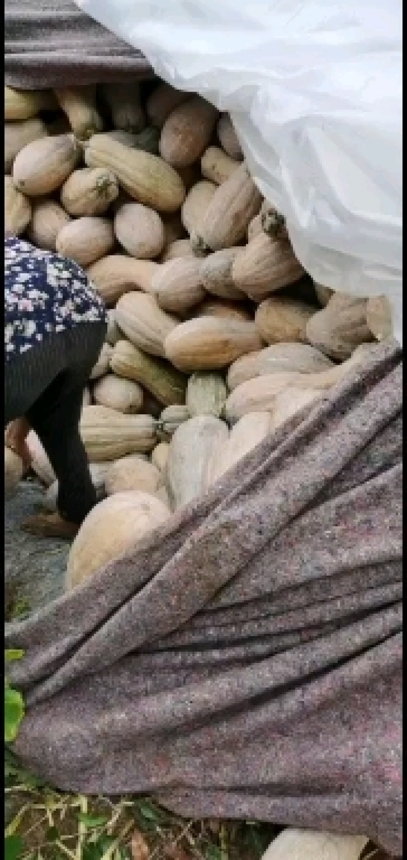 老南瓜，走市场瓜大量有货啦！！！！！！！！！