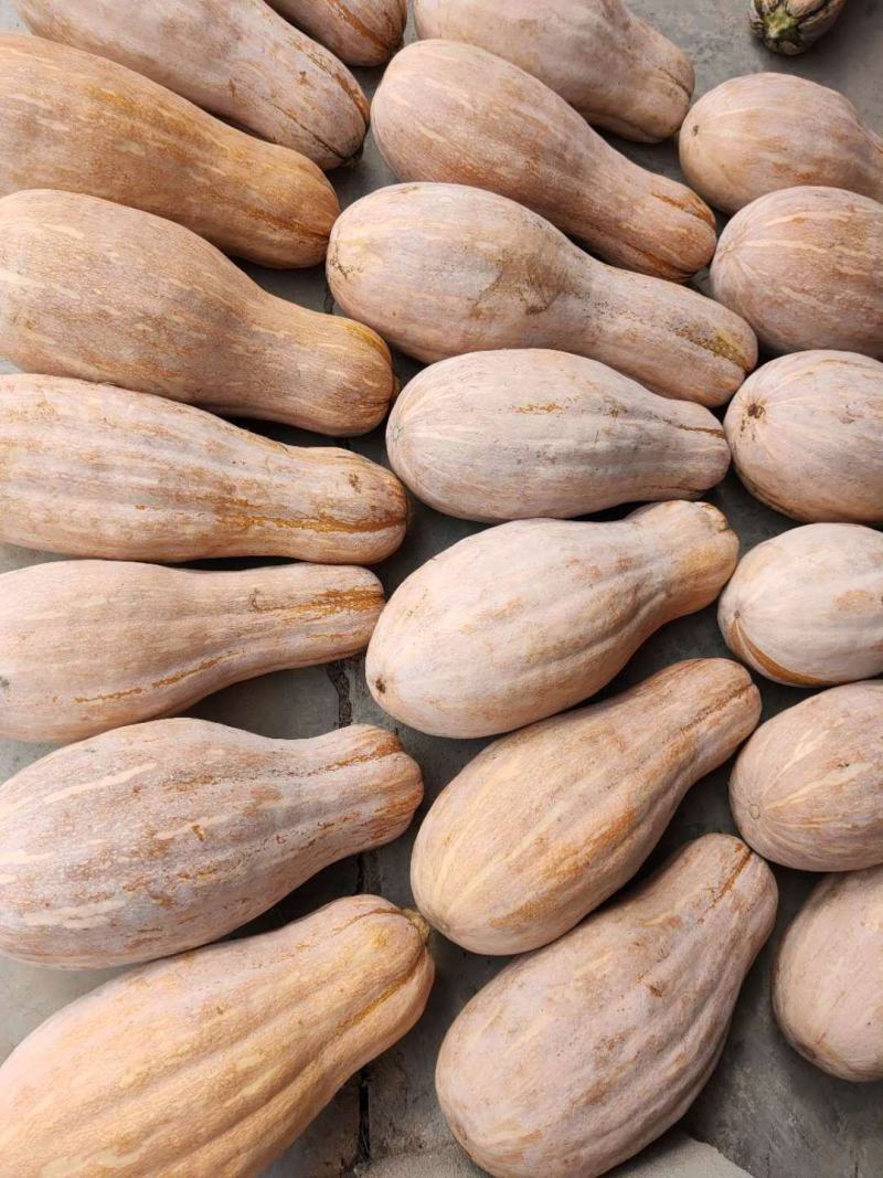 金韩密本，特优，南瓜，个头大，口感面甜，！！！！！
