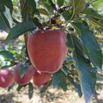 新红星苹果已上市价格美丽