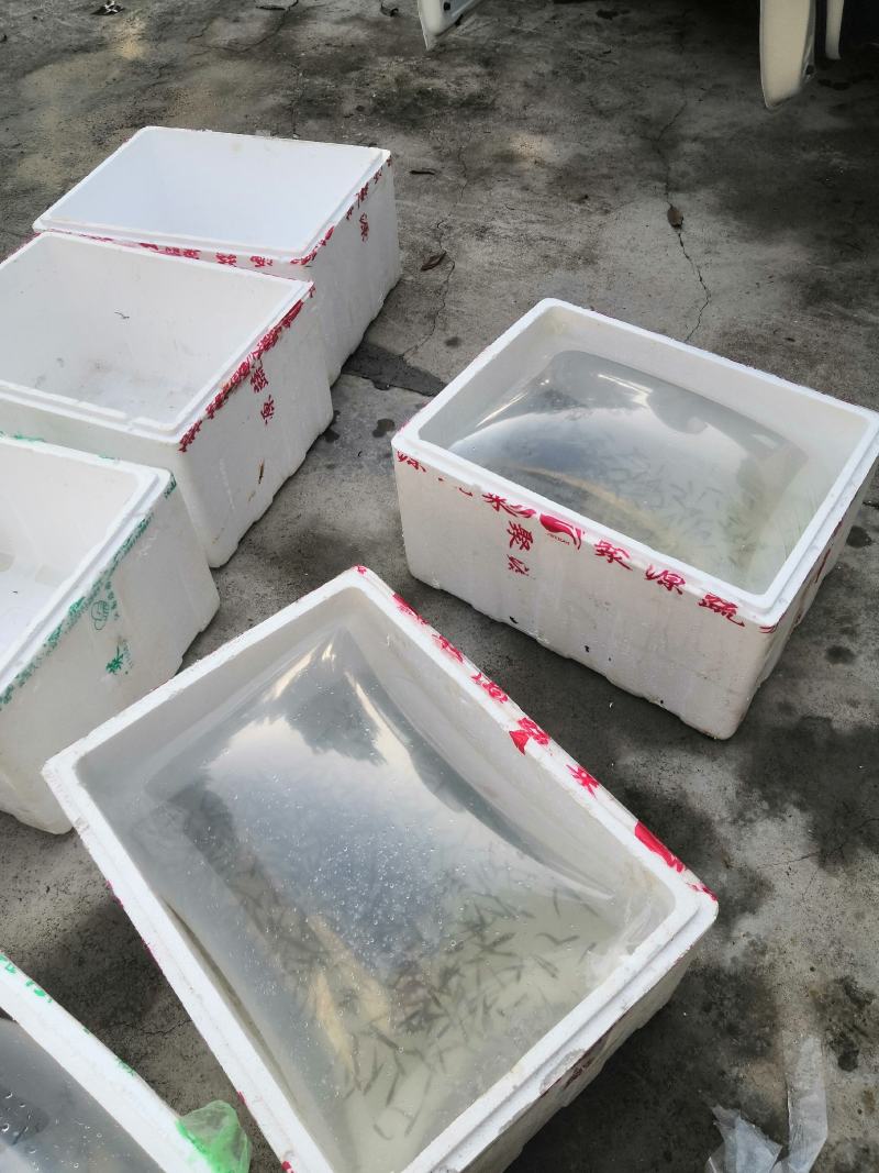 大头鱼苗、胖头鱼苗花鲢鱼苗，百万现货，产地直批，全国发货