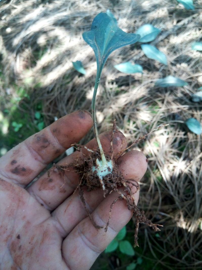 一年滇黄精红花苗.健康苗成活率高