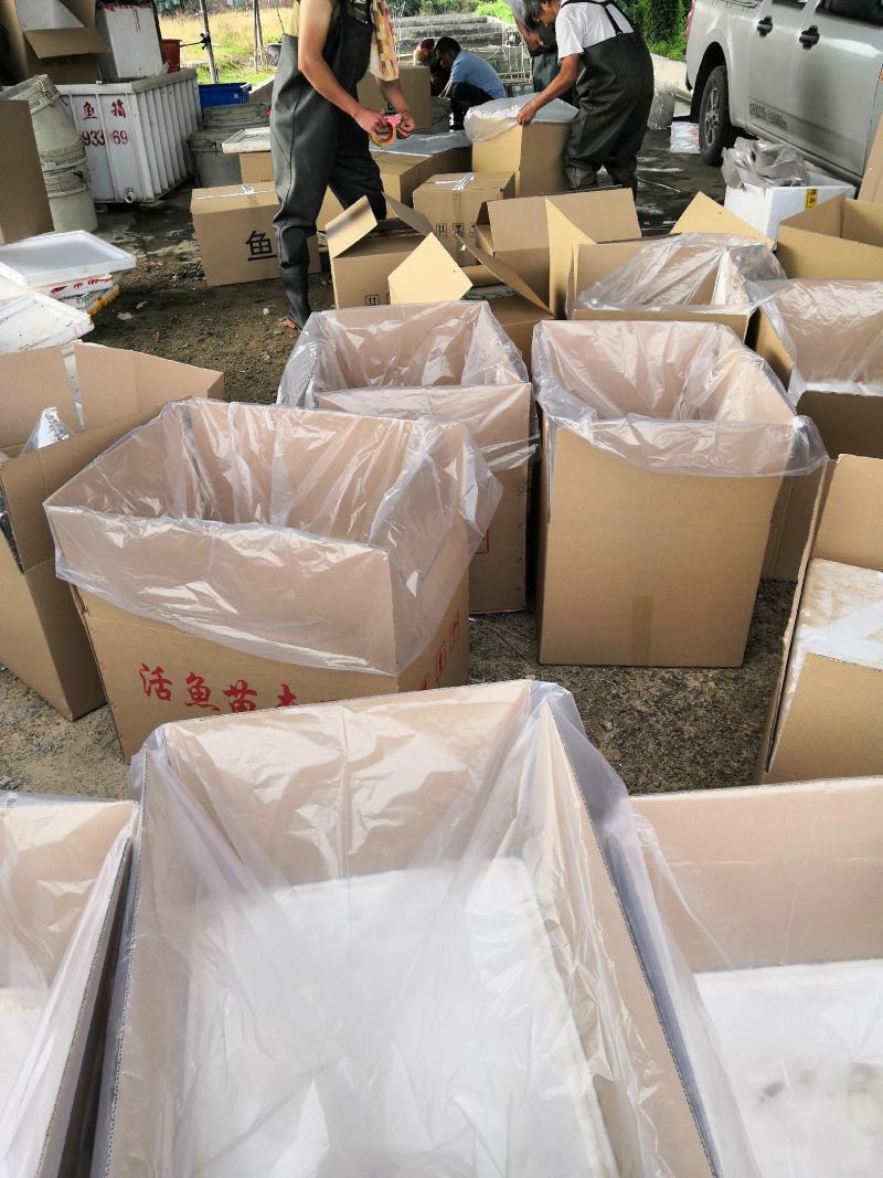 大口鲶鱼苗，产地直批，百万现货，支持全国发货