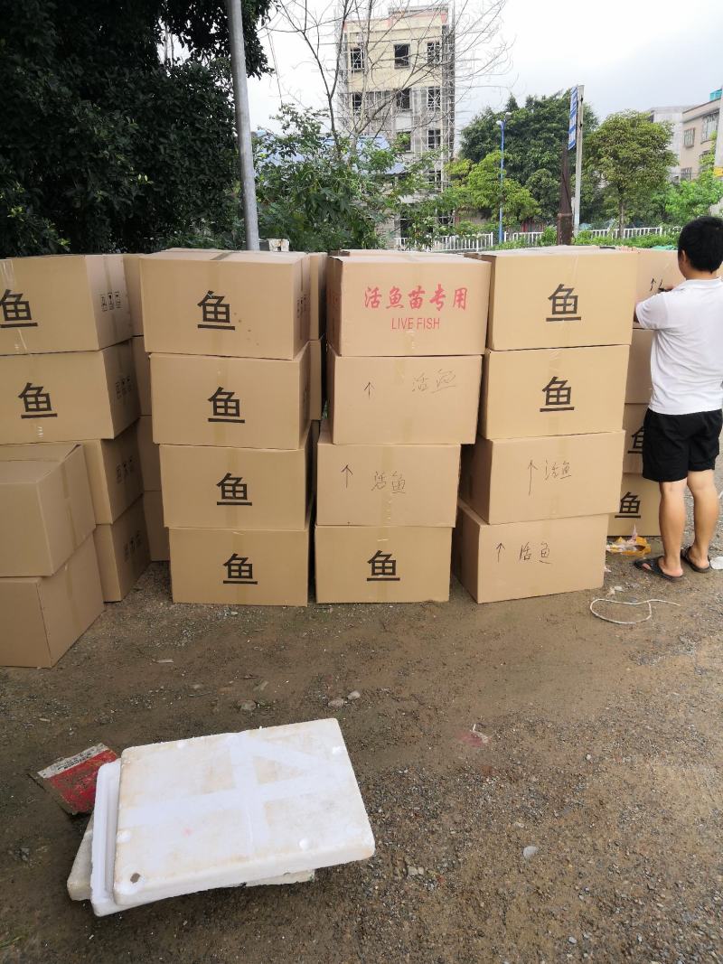 大口鲶鱼苗，产地直批，百万现货，支持全国发货