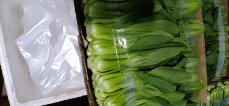 上海青精品，产地一手货源欢迎你的到来诚心合作，