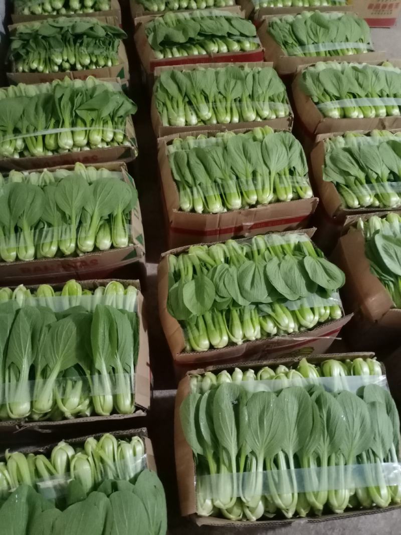 上海青精品，产地一手货源欢迎你的到来诚心合作，