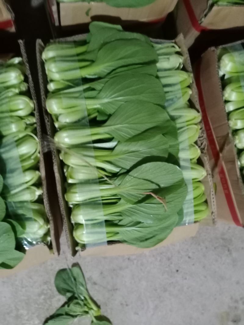 上海青精品，产地一手货源欢迎你的到来诚心合作，