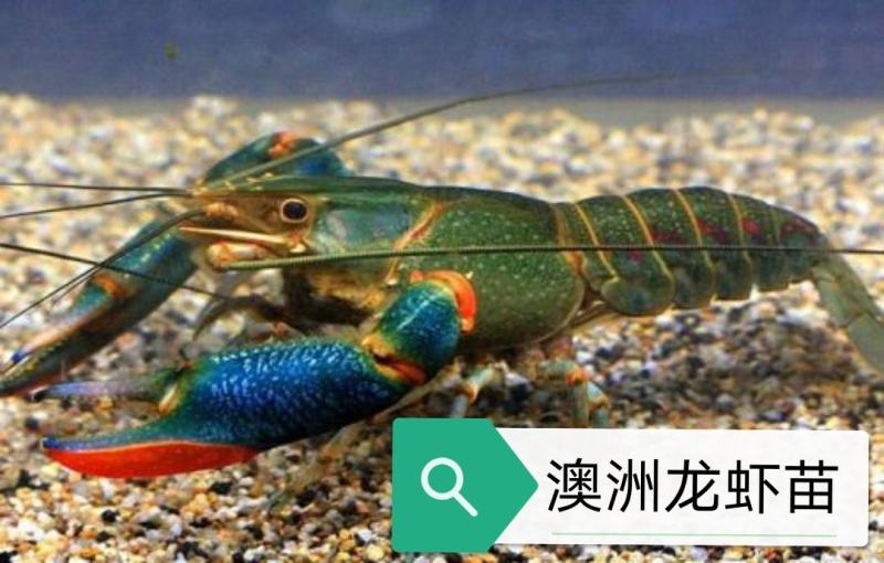 澳洲龙虾苗，产地直批，百万现货，支持全国发货