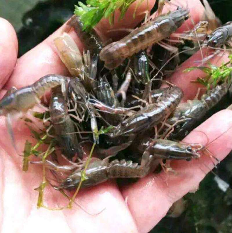 澳洲龙虾苗，产地直批，百万现货，支持全国发货