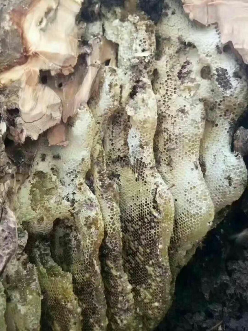 蜂蜜野生蜂蜜大自然的搬运工生态