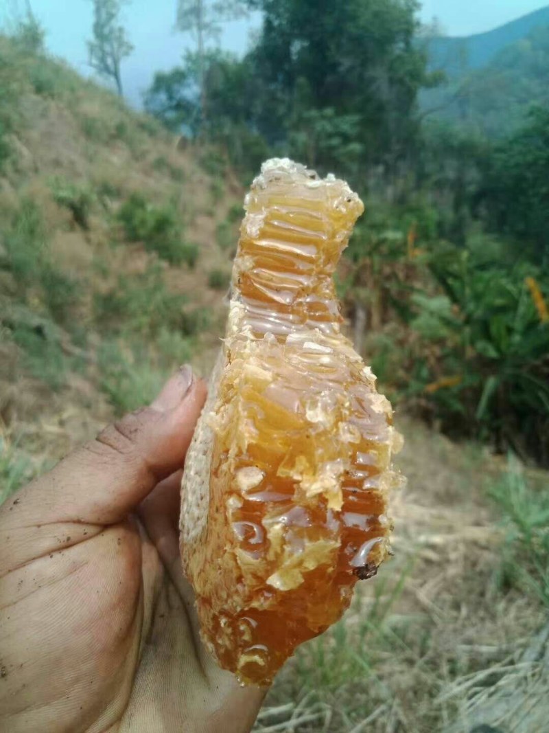 蜂蜜野生蜂蜜大自然的搬运工生态
