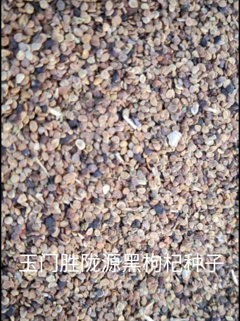 黑枸杞种子批发黑枸杞种子属于甘肃玉门野生黑枸杞培育而成