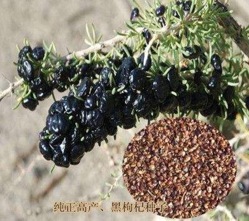 黑枸杞种子批发黑枸杞种子属于甘肃玉门野生黑枸杞培育而成