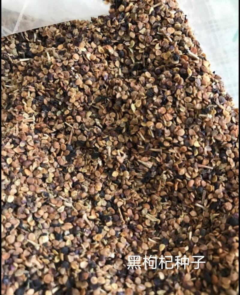 黑枸杞种子批发黑枸杞种子属于甘肃玉门野生黑枸杞培育而成