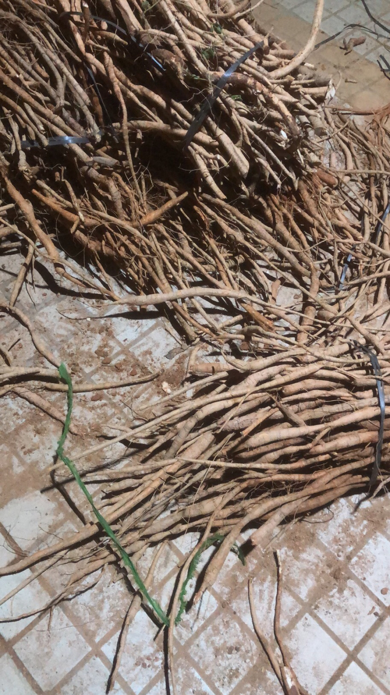 广西牛大力统货或者分等级