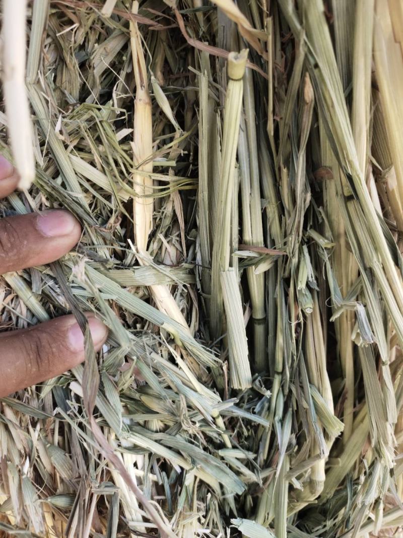 甘肃燕麦草质量好水分低干度干，种植面积大草绿没土