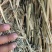 甘肃燕麦草质量好水分低干度干，种植面积大草绿没土