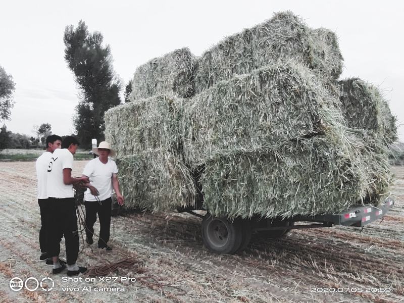 甘肃燕麦草质量好水分低干度干，种植面积大草绿没土