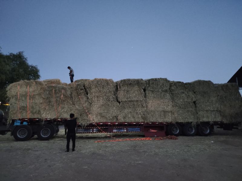 甘肃燕麦草质量好水分低干度干，种植面积大草绿没土