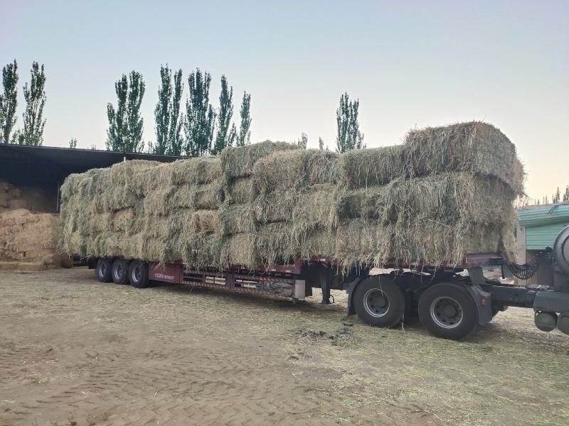 甘肃燕麦草质量好水分低干度干，种植面积大草绿没土