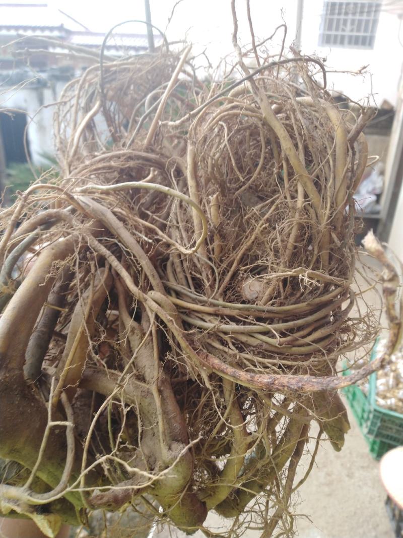 广西大山野生白花牛奶根！新鲜通货!无硫干货小扎把。