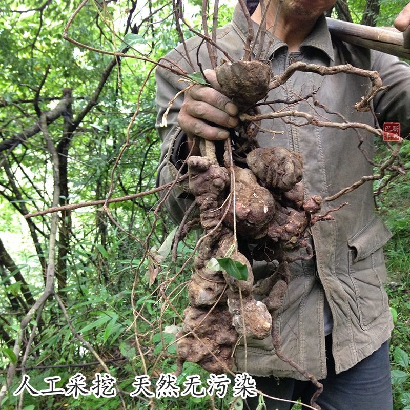 四川野生何首乌纯野生鲜货