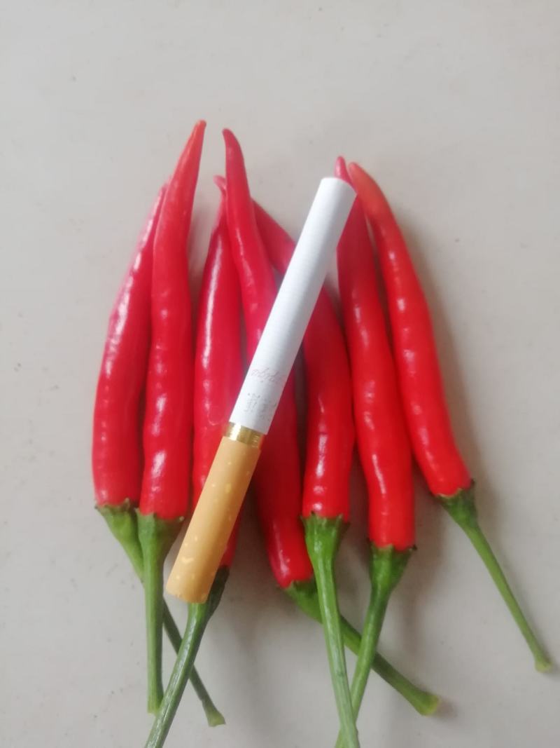 艳红小米椒，精品新货上市，质优价低产地直供