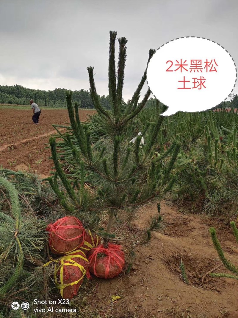 黑松苗黑松小苗黑松价格